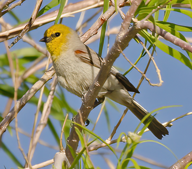 Verdin_13_CA_007