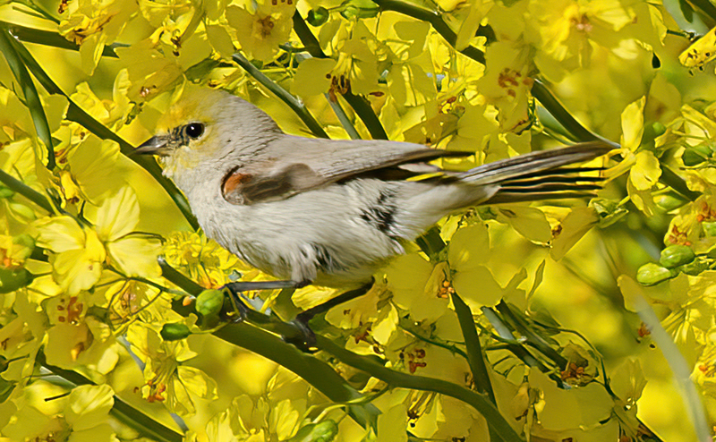 Verdin_13_CA_008