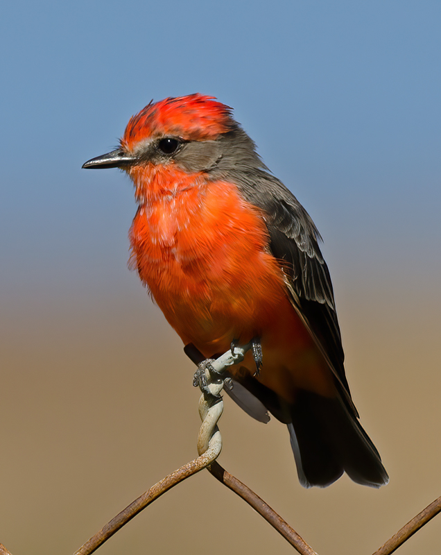 Vermilion_Flycatcher_11_CA_059