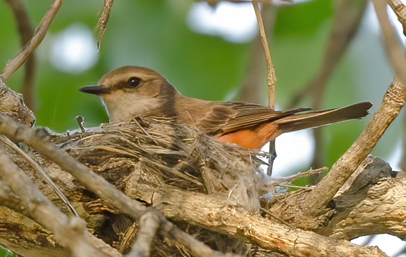 Vermilion_Flycatcher_13_CA_051