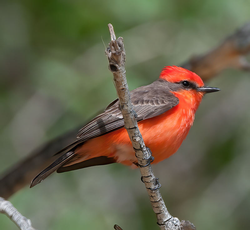 Vermilion_Flycatcher_13_CA_088
