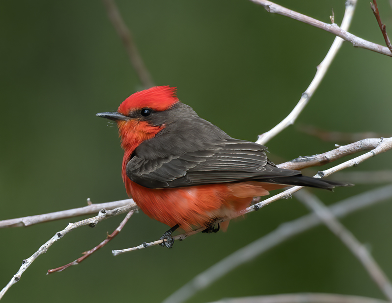 Vermilion_Flycatcher_16_CA_015