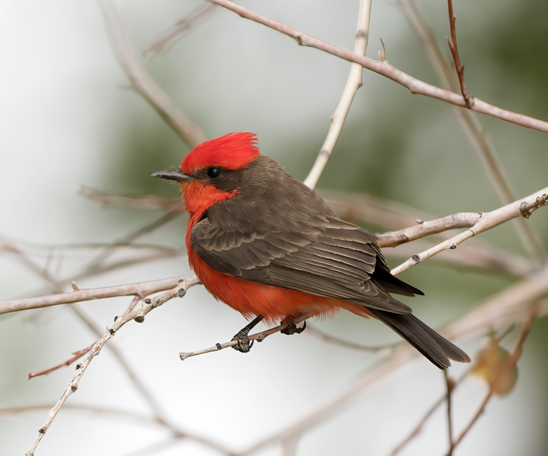Vermilion_Flycatcher_16_CA_016