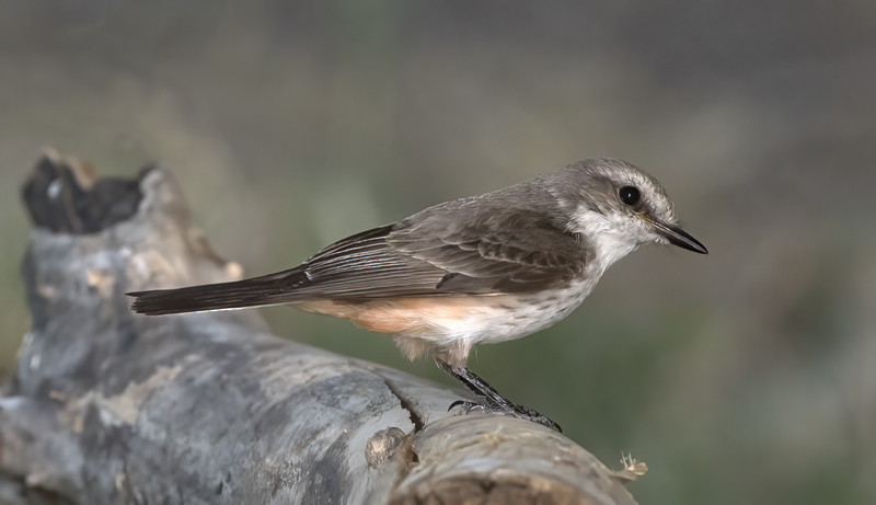 Vermilion_Flycatcher_16_CA_034