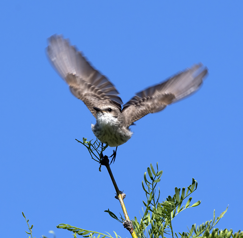 Vermilion_Flycatcher_16_CA_053