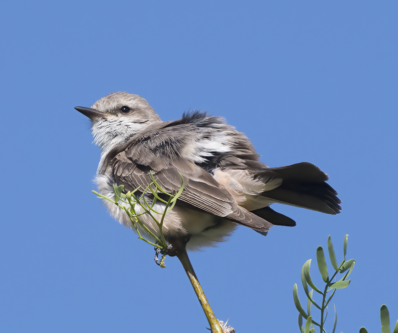 Vermilion_Flycatcher_16_CA_062