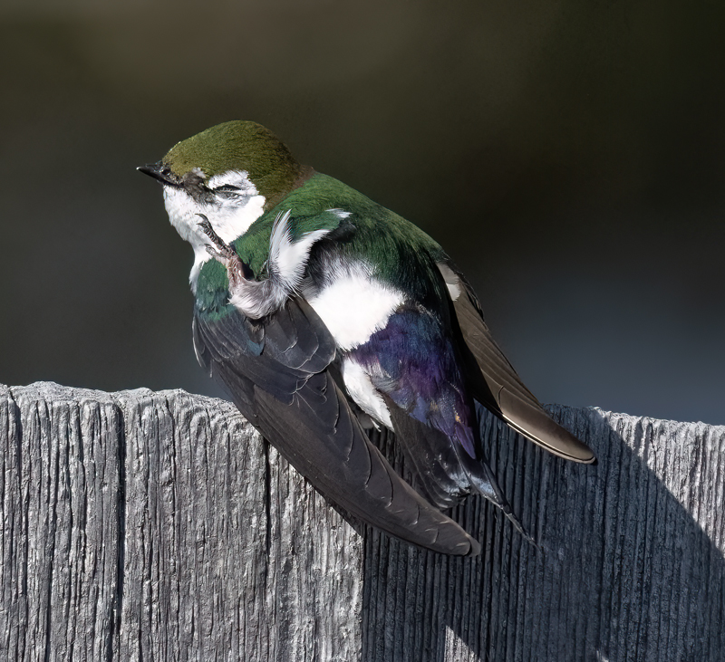 Violet-green_Swallow_23_OR_C_011