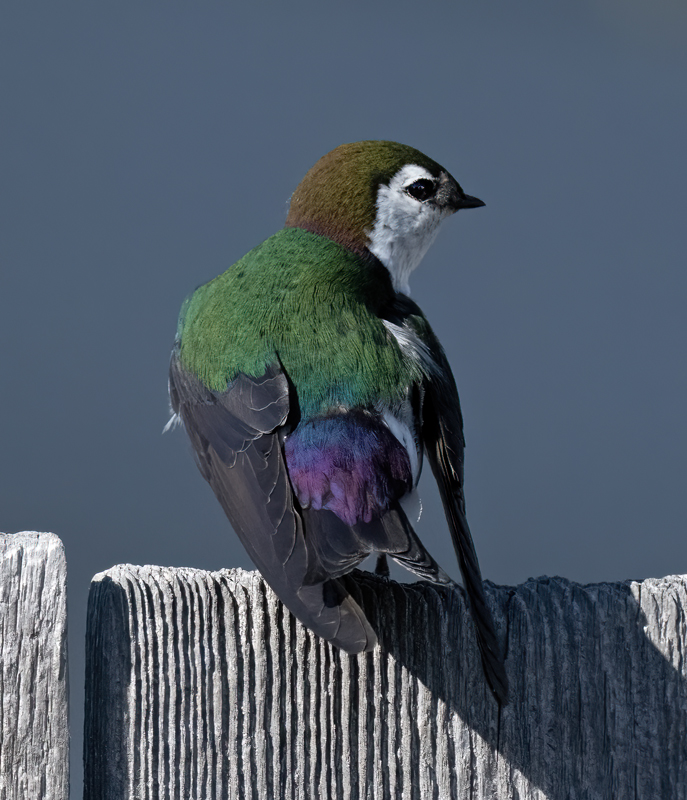 Violet-green_Swallow_23_OR_C_021
