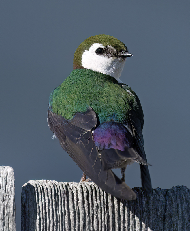 Violet-green_Swallow_23_OR_L_587