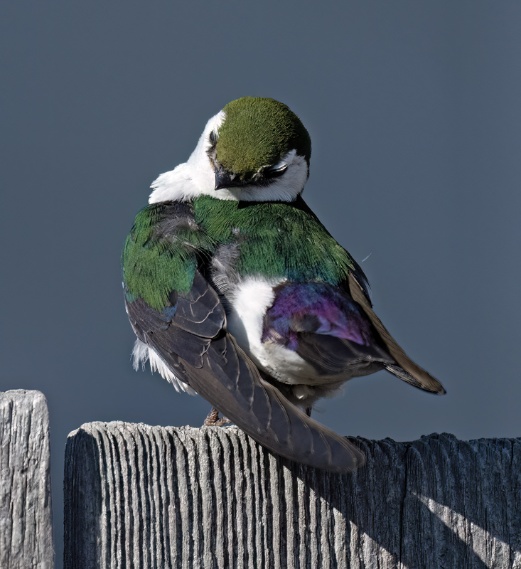 Violet-green_Swallow_23_OR_L_591