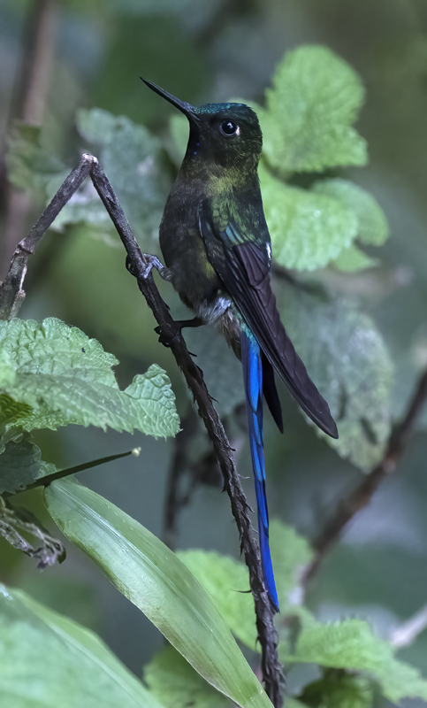 Violet-tailed_Sylph_18_Ecuador_024