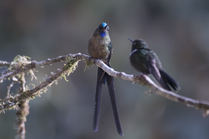 Violet-tailed_Sylph_18_Ecuador_058