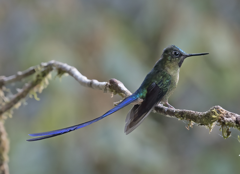 Violet-tailed_Sylph_18_Ecuador_154