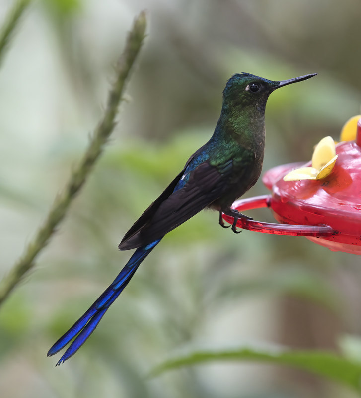 Violet-tailed_Sylph_18_Ecuador_223