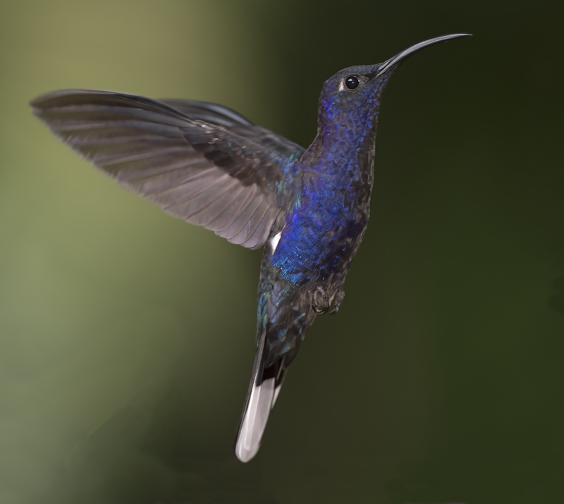 Violet_Sabrewing_18_Costa_Rica_002