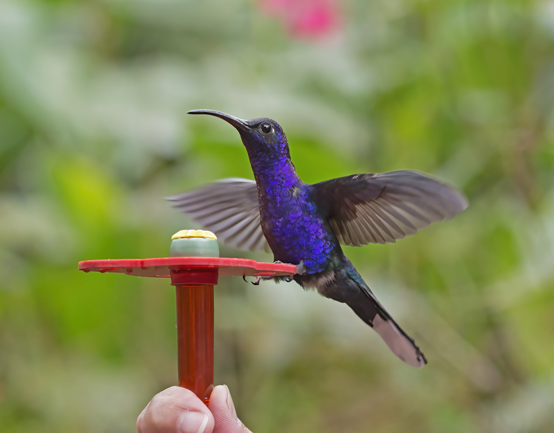 Violet_Sabrewing_18_Costa_Rica_011