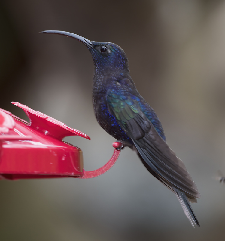 Violet_Sabrewing_18_Costa_Rica_020