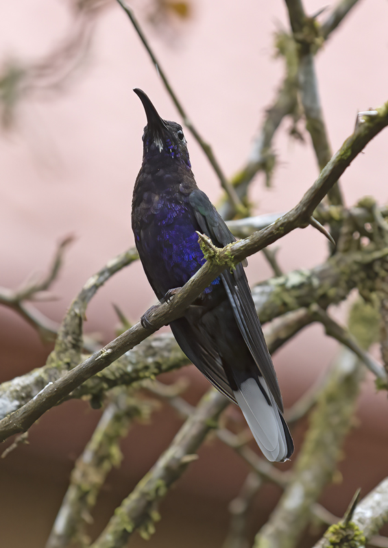 Violet_Sabrewing_18_Costa_Rica_026