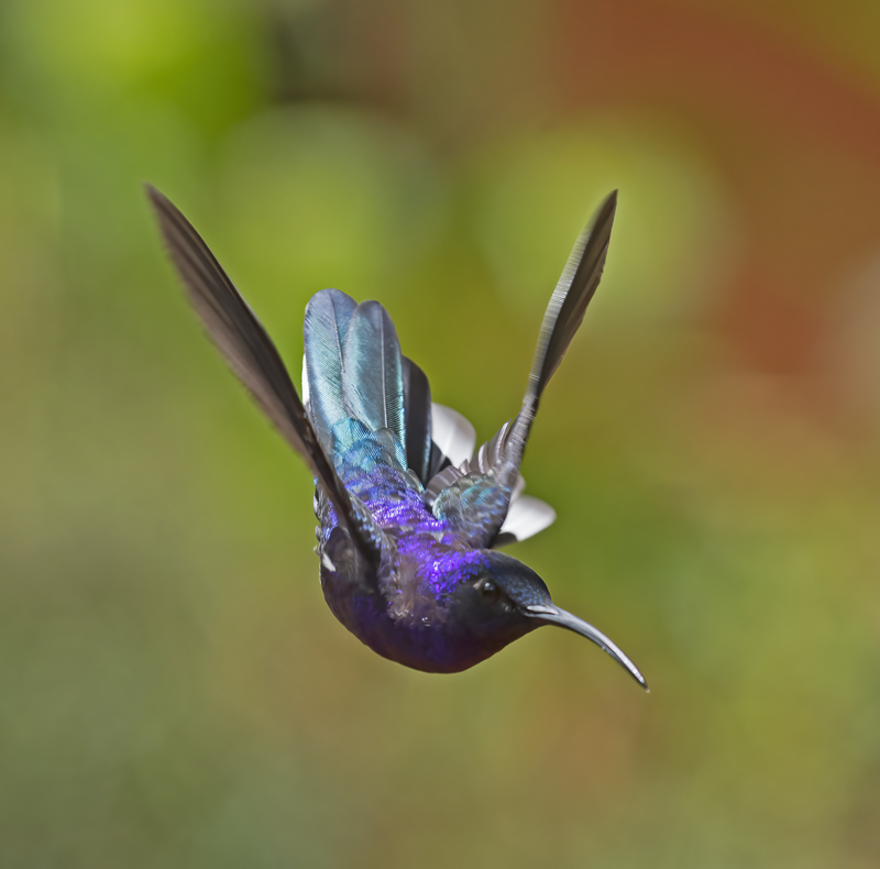 Violet_Sabrewing_18_Costa_Rica_036