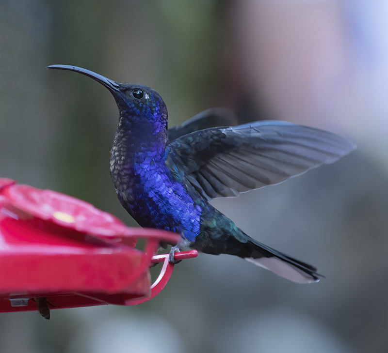 Violet_Sabrewing_18_Costa_Rica_045