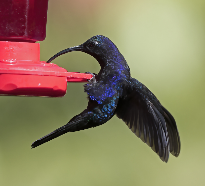 Violet_Sabrewing_18_Costa_Rica_053
