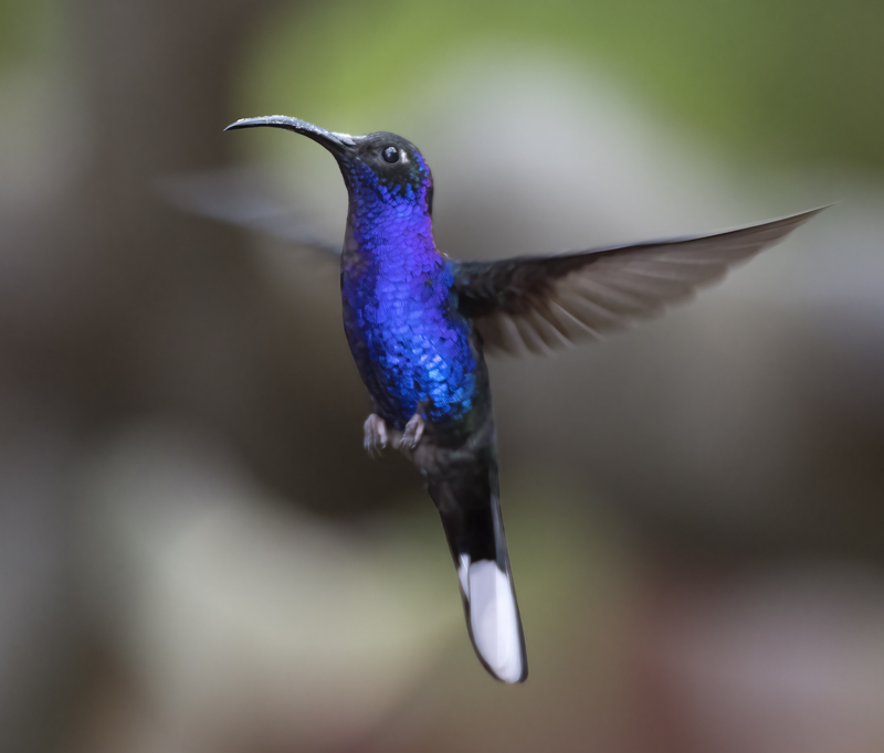 Violet_Sabrewing_18_Costa_Rica_061