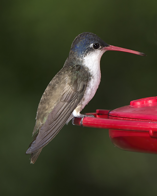 Violet_crowned_Hummingbird_15_AZ_031