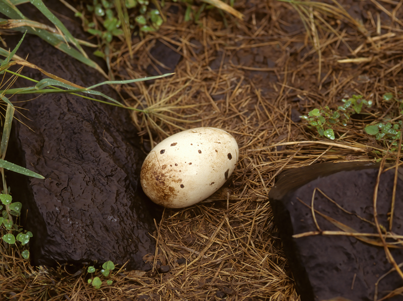 Waved_Albatross_97_Galapagos_001