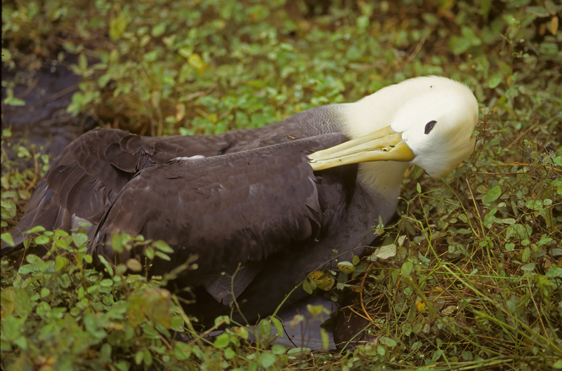 Waved_Albatross_97_Galapagos_008