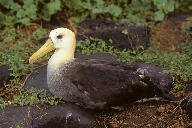Waved_Albatross_97_Galapagos_009