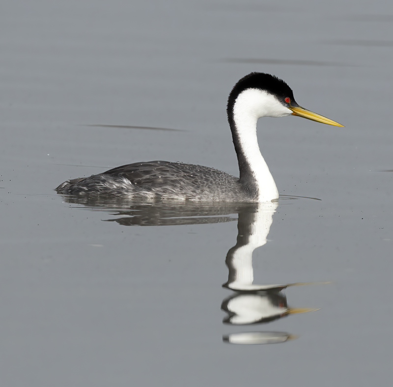 Western-Grebe_21_CA_050