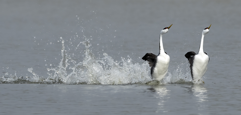 Western-Grebe_21_CA_065
