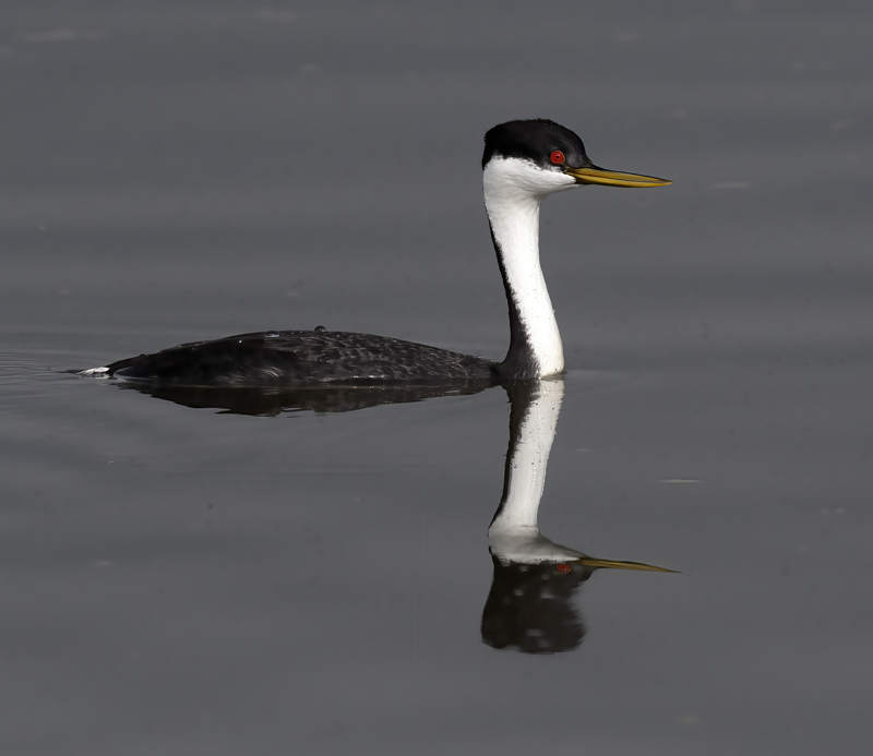 Western-Grebe_21_CA_164