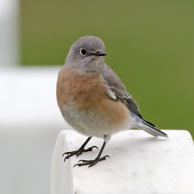 Western_Bluebird_11_CA_003