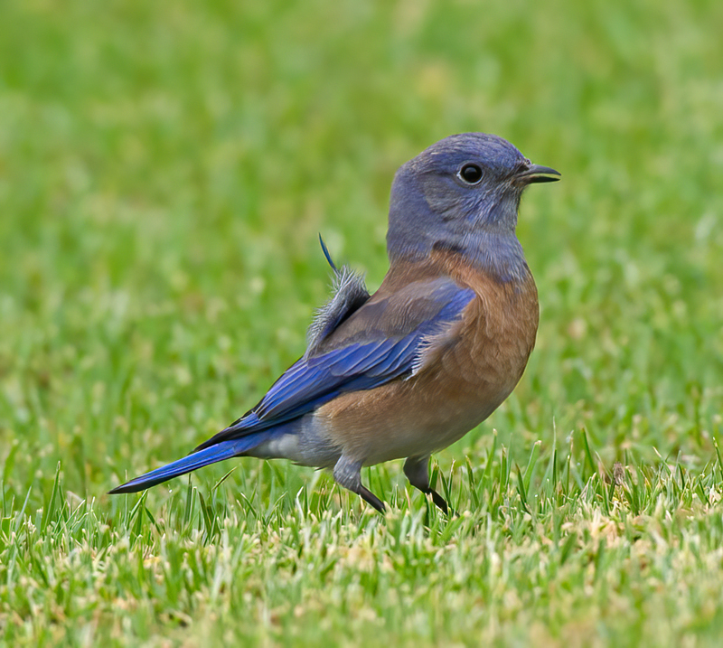 Western_Bluebird_11_CA_028