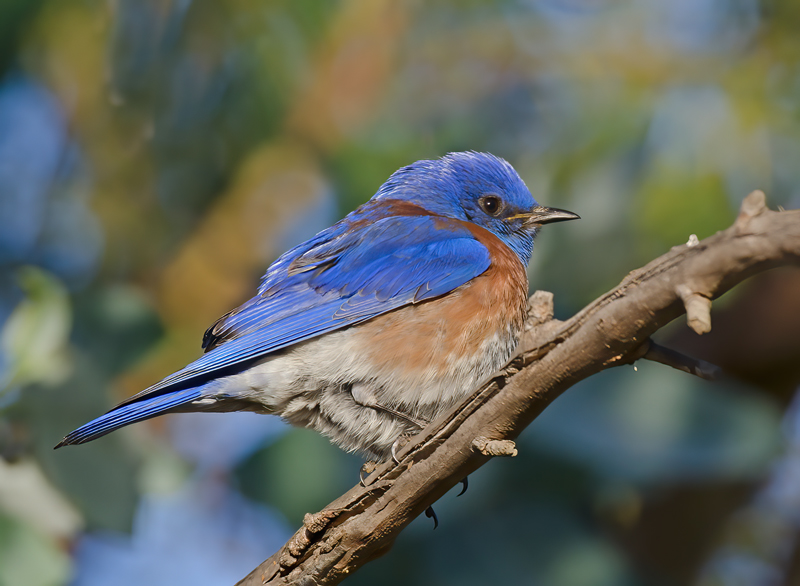 Western_Bluebird_13_CA_016