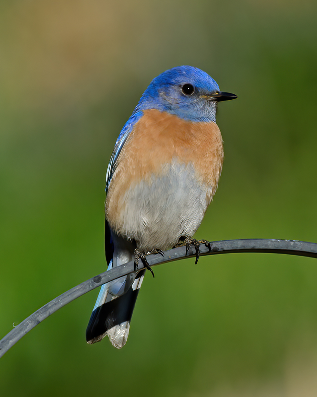 Western_Bluebird_14_CA_032