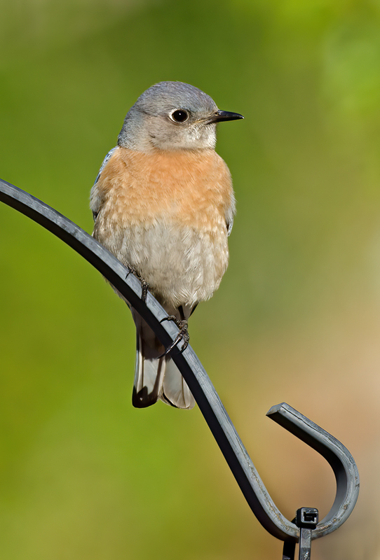 Western_Bluebird_14_CA_034