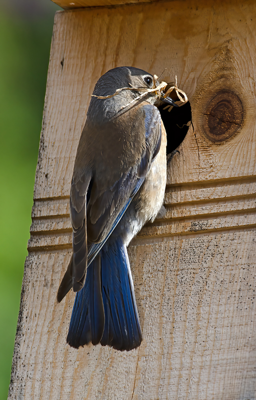 Western_Bluebird_14_CA_067