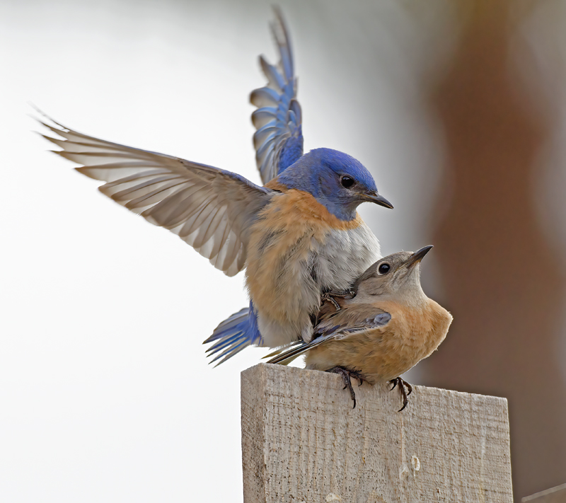 Western_Bluebird_14_CA_091