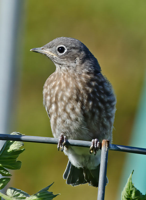 Western_Bluebird_14_CA_108