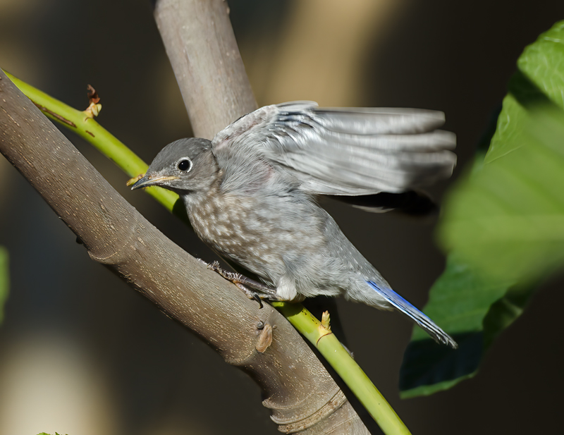Western_Bluebird_14_CA_203