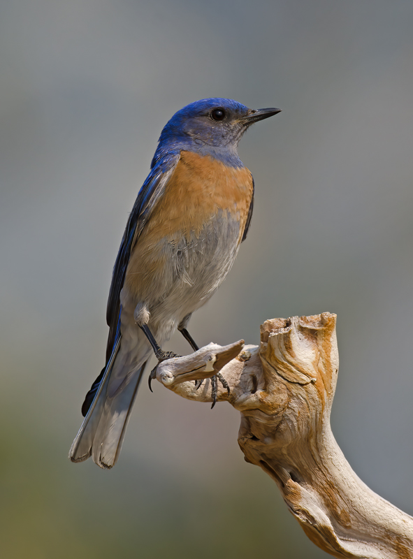 Western_Bluebird_14_CA_228