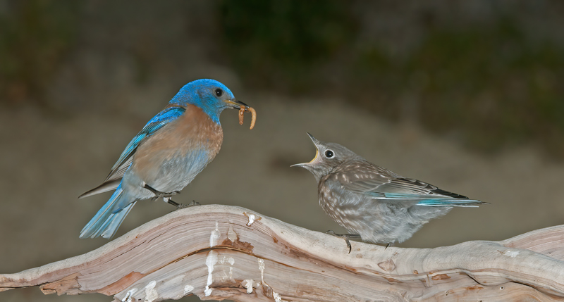 Western_Bluebird_14_CA_231