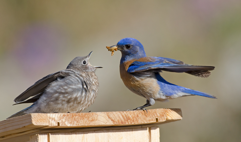 Western_Bluebird_14_CA_247