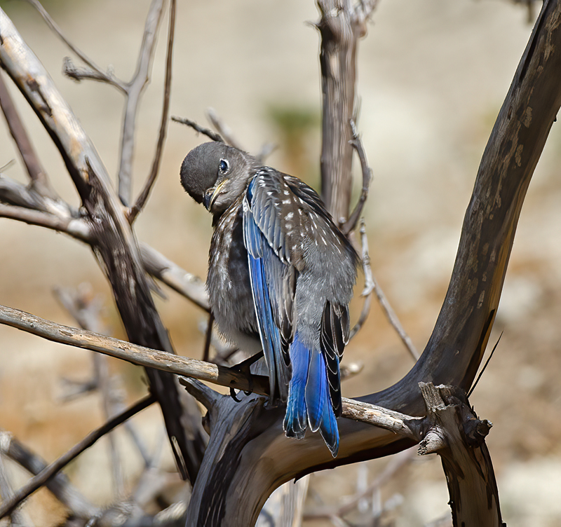 Western_Bluebird_14_CA_252