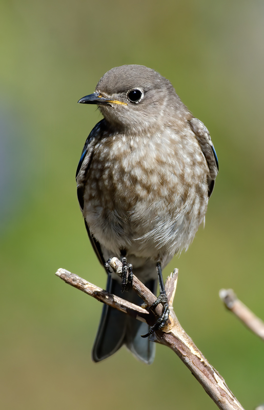 Western_Bluebird_14_CA_270