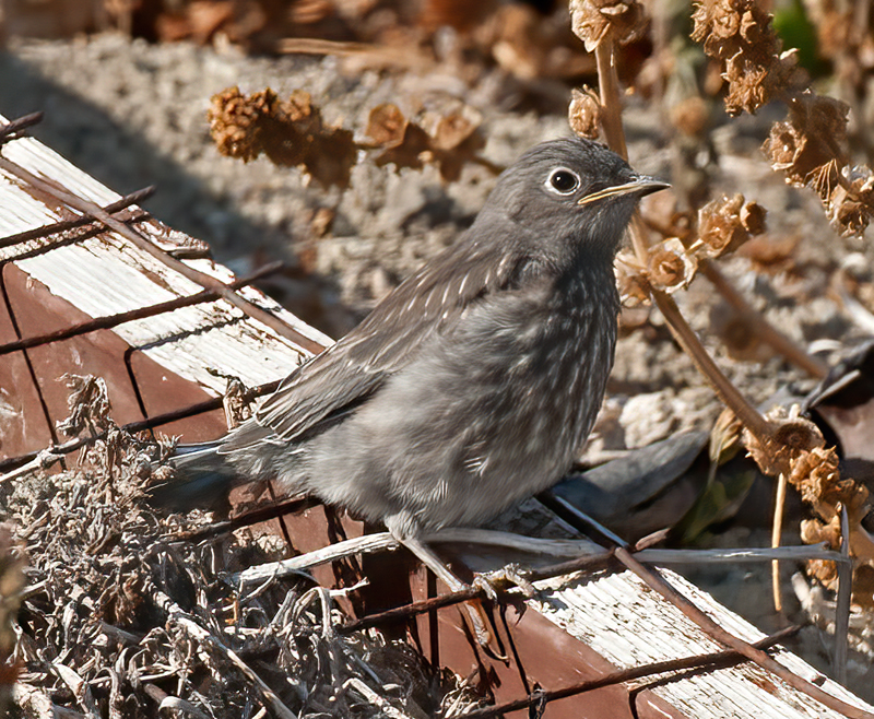 Western_Bluebird_14_CA_309