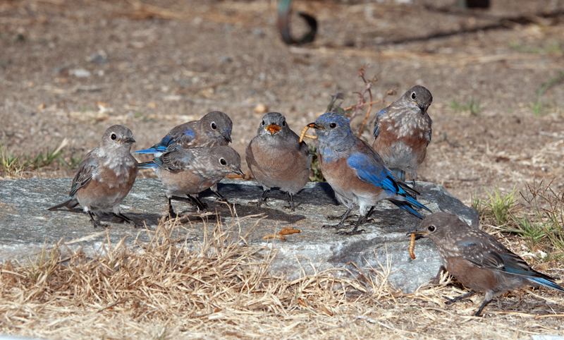 Western_Bluebird_14_CA_364
