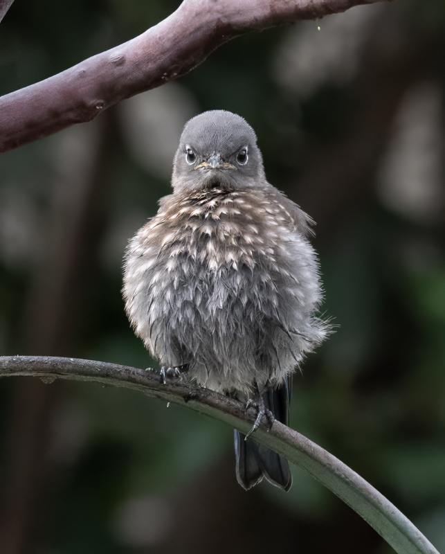 Western_Bluebird_21_CA_093